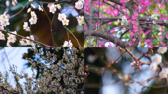植物园公园梅花花朵开花春天风景44