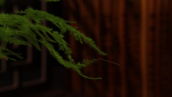 植物时间流逝 植物时间流逝