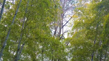 杭州植物园公园春天美景风景视频素材