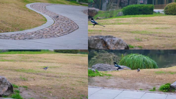 杭州植物园公园小鸟鸟类风景4