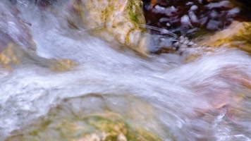 杭州植物园小溪流水风景视频素材499