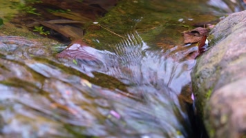 杭州植物园小溪流水风景视频素材940