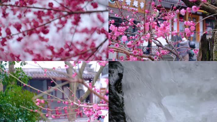 杭州植物园梅花花朵开花春天风景
