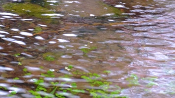 杭州植物园小溪流水风景视频素材400