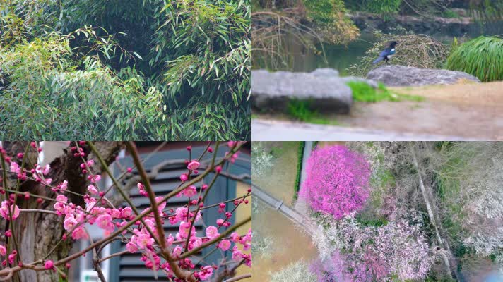 杭州植物园公园春天美景风景视频素材