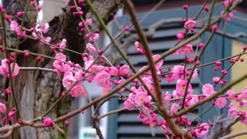 杭州植物园公园春天美景风景视频素材