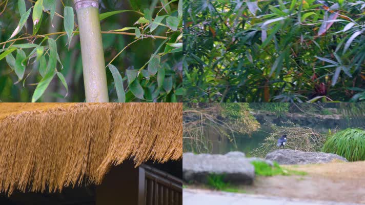 杭州植物园公园春天户外美景风景视频素材9