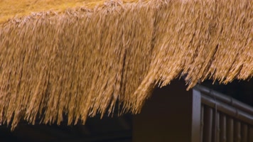 杭州植物园公园春天户外美景风景视频素材9