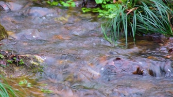 杭州植物园小溪流水风景视频素材994