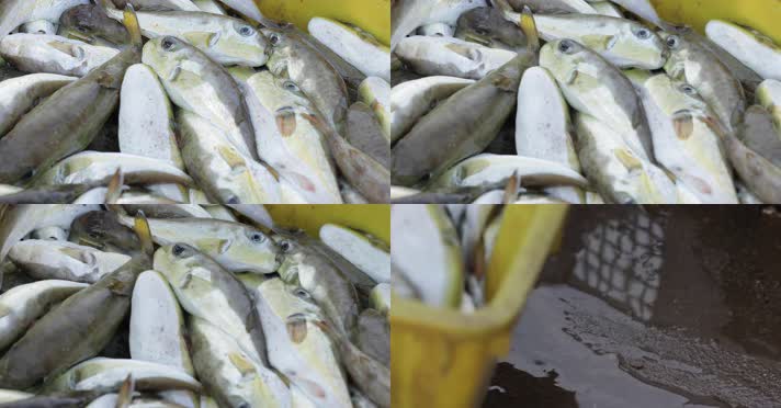 4kl1广东雷州海鲜市场海鲜特写4