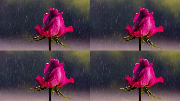 雨中粉色玫瑰