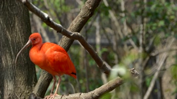 南美洲的鸟类美洲红鹮4K 南美洲的鸟类美洲红鹮4K
