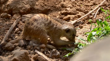可爱的非洲野生动物细尾獴4K