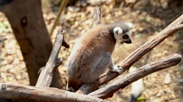 南京红山动物园一只可爱的环尾狐猴4K 南京红山动物园一只可爱的环尾狐猴4K