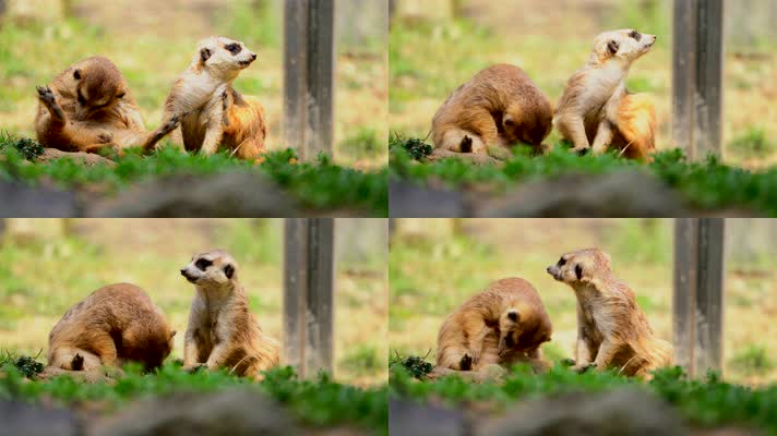 可爱的非洲野生动物细尾獴4K 可爱的非洲野生动物细尾獴4K