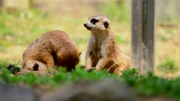 可爱的非洲野生动物细尾獴4K