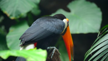 热带雨林里的巨嘴鸟4K 热带雨林里的巨嘴鸟4K