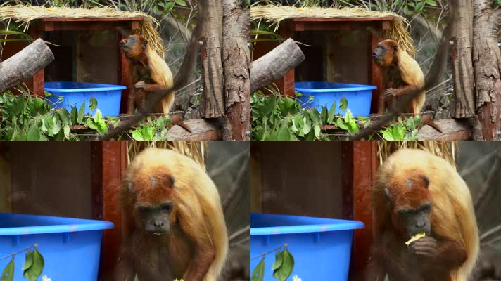 南美洲野生动物红吼猴4K 南美洲野生动物红吼猴4K