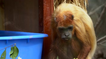 南美洲野生动物红吼猴4K