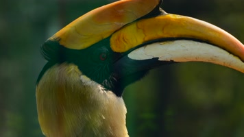 热带雨林里的巨嘴鸟4K 热带雨林里的巨嘴鸟4K