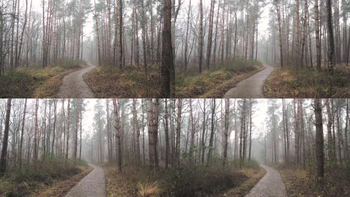 4K 远足多雾松林 早晨自然风景
