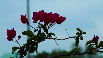 孤独的小红花 孤独的小红花