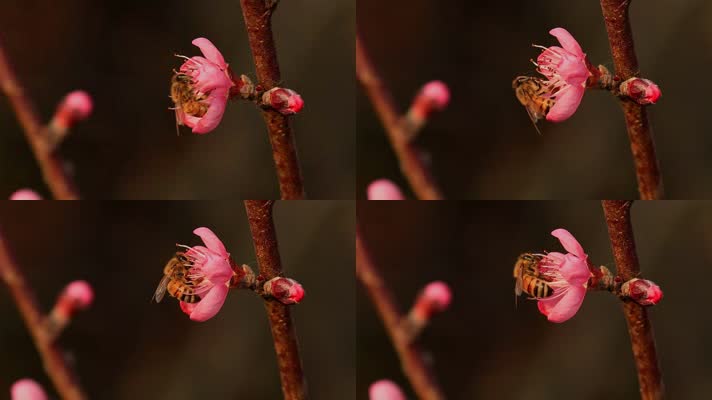 春暖花开桃花蜜蜂采蜜