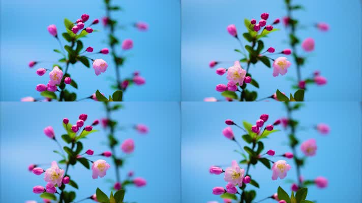 春天花朵绽放过程植物延时摄影