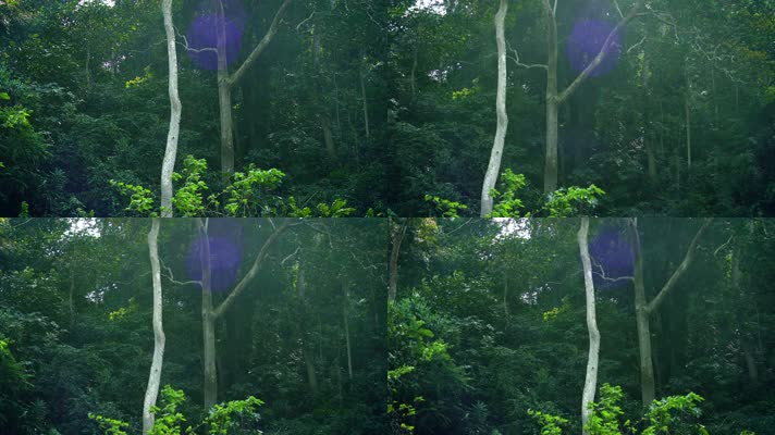 原始森林树木树林山林自然风光 原始森林树木树林山林自然风光