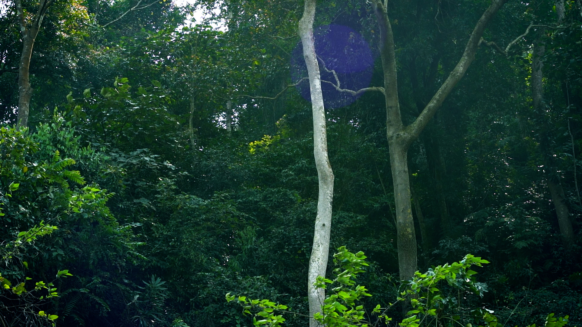 原始森林树木树林山林自然风光 原始森林树木树林山林自然风光