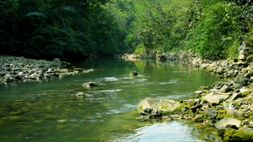 云南风光绿水青山茂密的森林 云南风光绿水青山茂密的森林