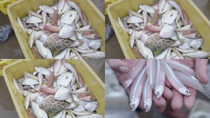 4kl1广东雷州海鲜海产鱼特写2