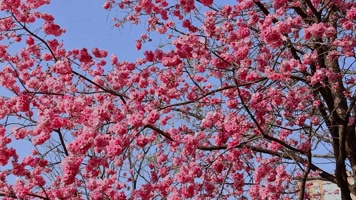 春暖花开樱花盛开