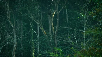 丛林森林树林山林 丛林森林树林山林
