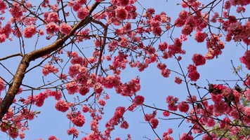 春暖花开樱花盛开