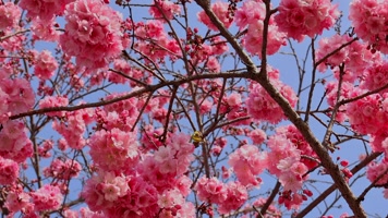 春暖花开樱花盛开