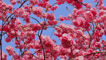 春暖花开樱花盛开