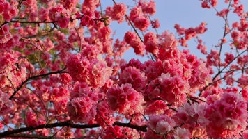 春暖花开樱花盛开