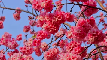 春暖花开樱花盛开