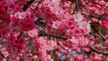 春暖花开樱花盛开