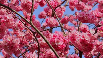 春暖花开樱花盛开