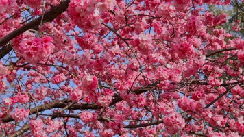 春暖花开樱花盛开