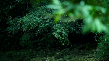 丛林森林树林灌木丛 丛林森林树林灌木丛