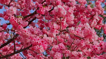 春暖花开樱花盛开