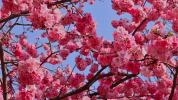 春暖花开樱花盛开