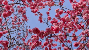 春暖花开樱花盛开