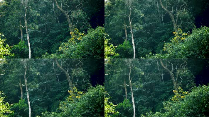 树木丛林森林自然风光