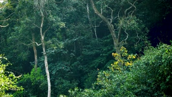 树木丛林森林自然风光 树木丛林森林自然风光