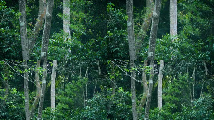 树木丛林原始森林自然风光