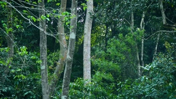 树木丛林原始森林自然风光 树木丛林原始森林自然风光